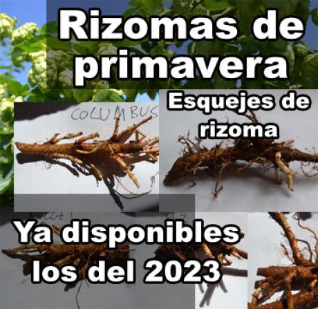 rizomas de lúpulo disponibles