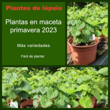 Plantas de lúpulo en maceta