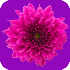 Floral aroma