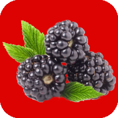Fruits of the forest