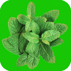 Mint aroma
