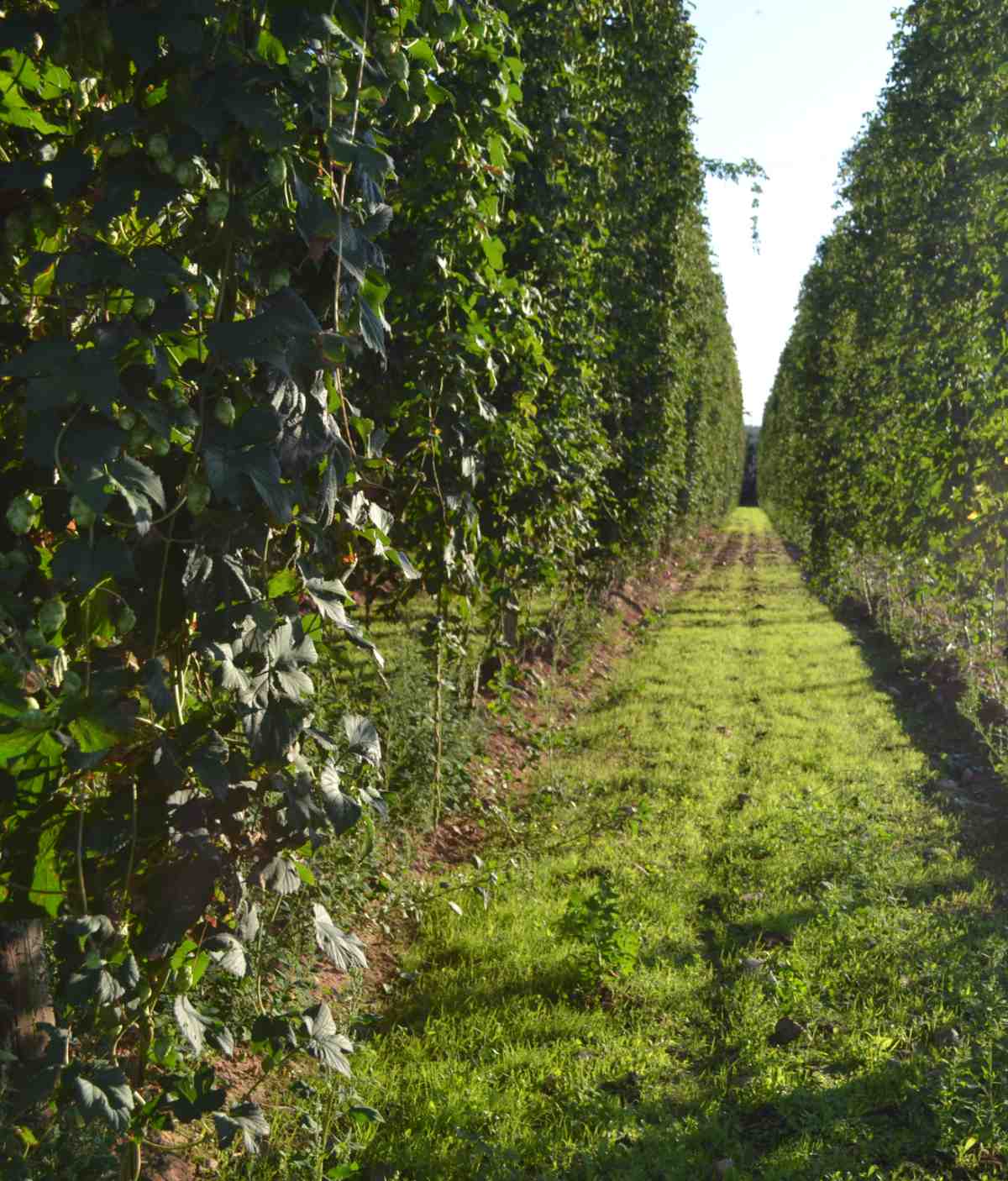 Plantación de lúpulo