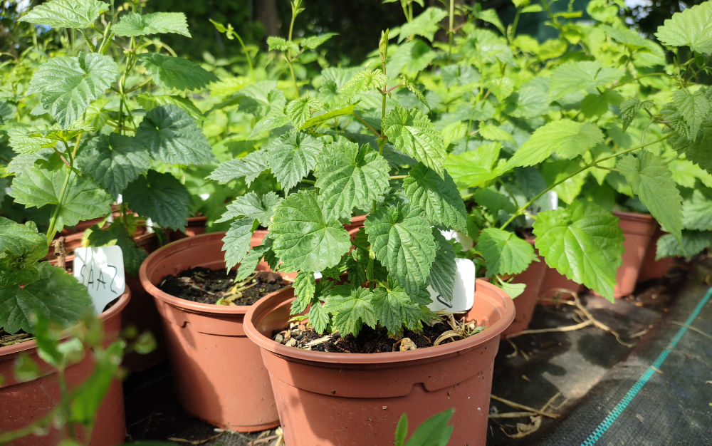 plantas en maceta de lúpulo