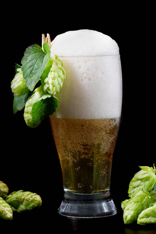 Cold beer with foam in a glass decorated with hop cones, on a black background.