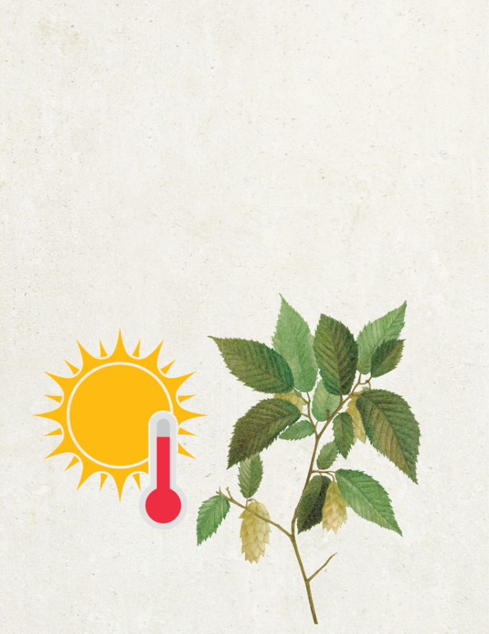 Lúpulo Amallia adaptado calor y sequía