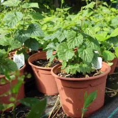 Plantas en maceta