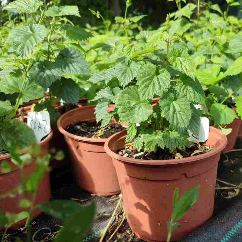 Plantas en maceta