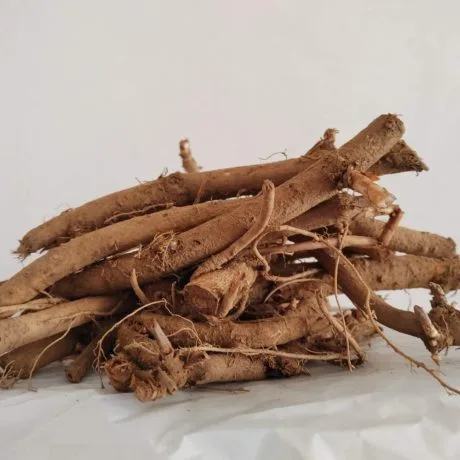 Columbus lote de rizomas