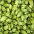 lúpulo en flor para hacer cerveza