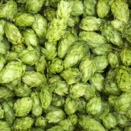 lúpulo en flor para hacer cerveza