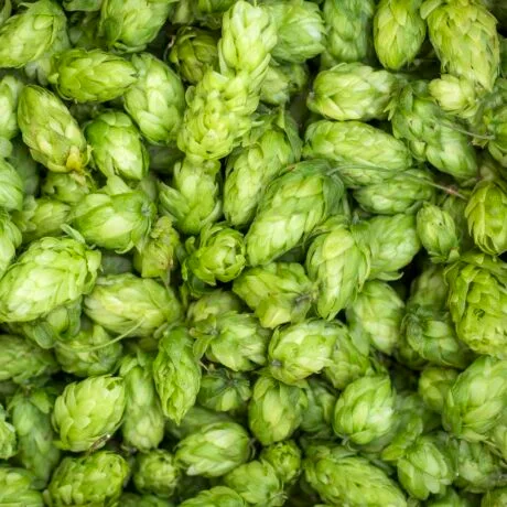 Triple Perle lúpulo en flor