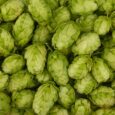 lúpulo en flor para hacer cerveza