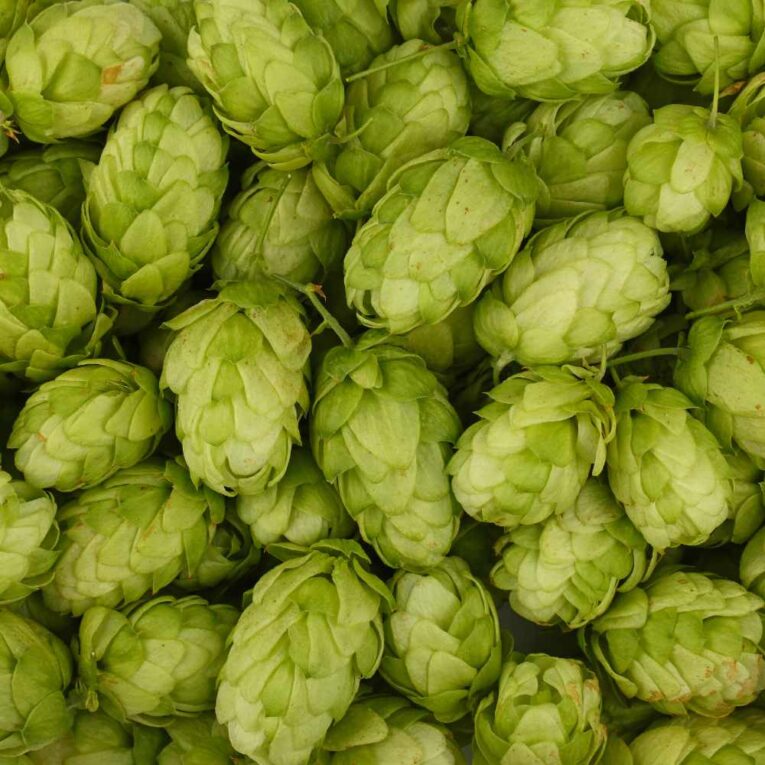 lúpulo en flor para hacer cerveza