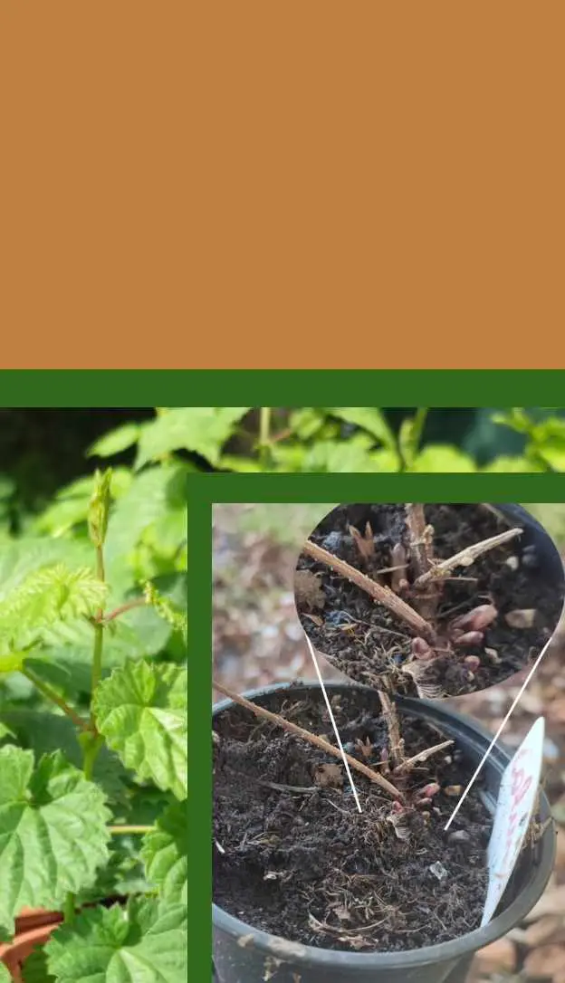 plantas hibernando en maceta para plantar lúpulo