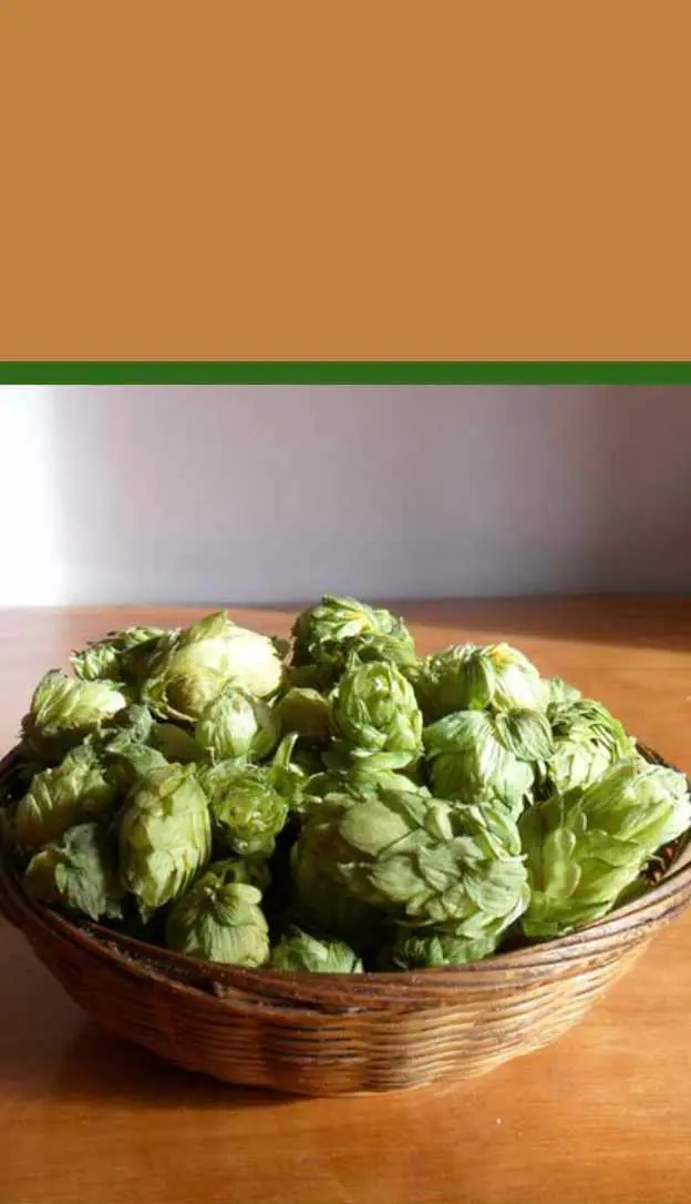 Lúpulo en flor para hacer cerveza
